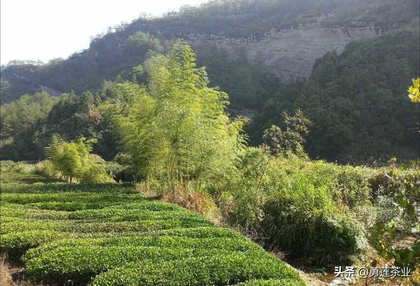 话说，中国“茶道”