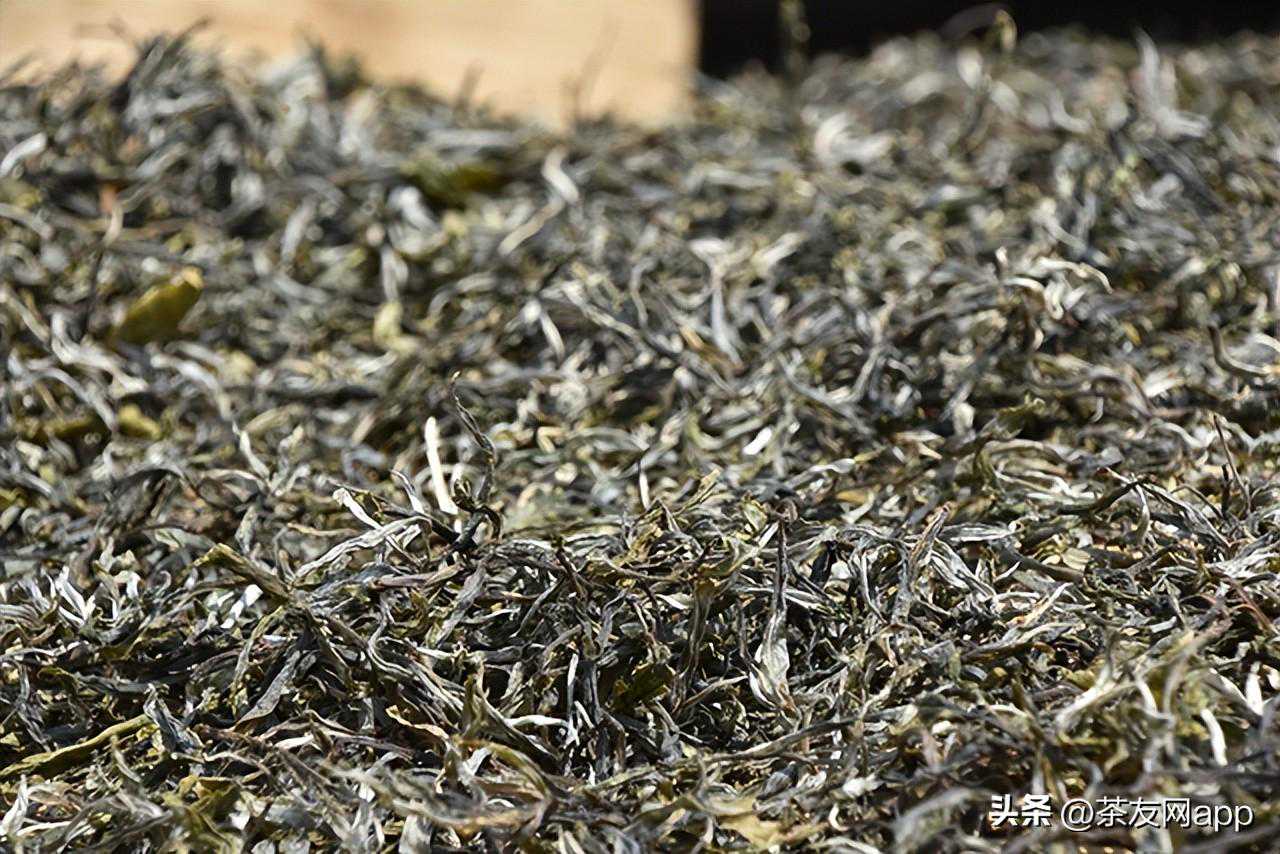 老班章普洱春茶2024年多少钱