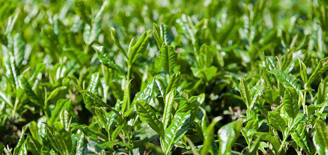西湖龙井六大品牌你知道多少