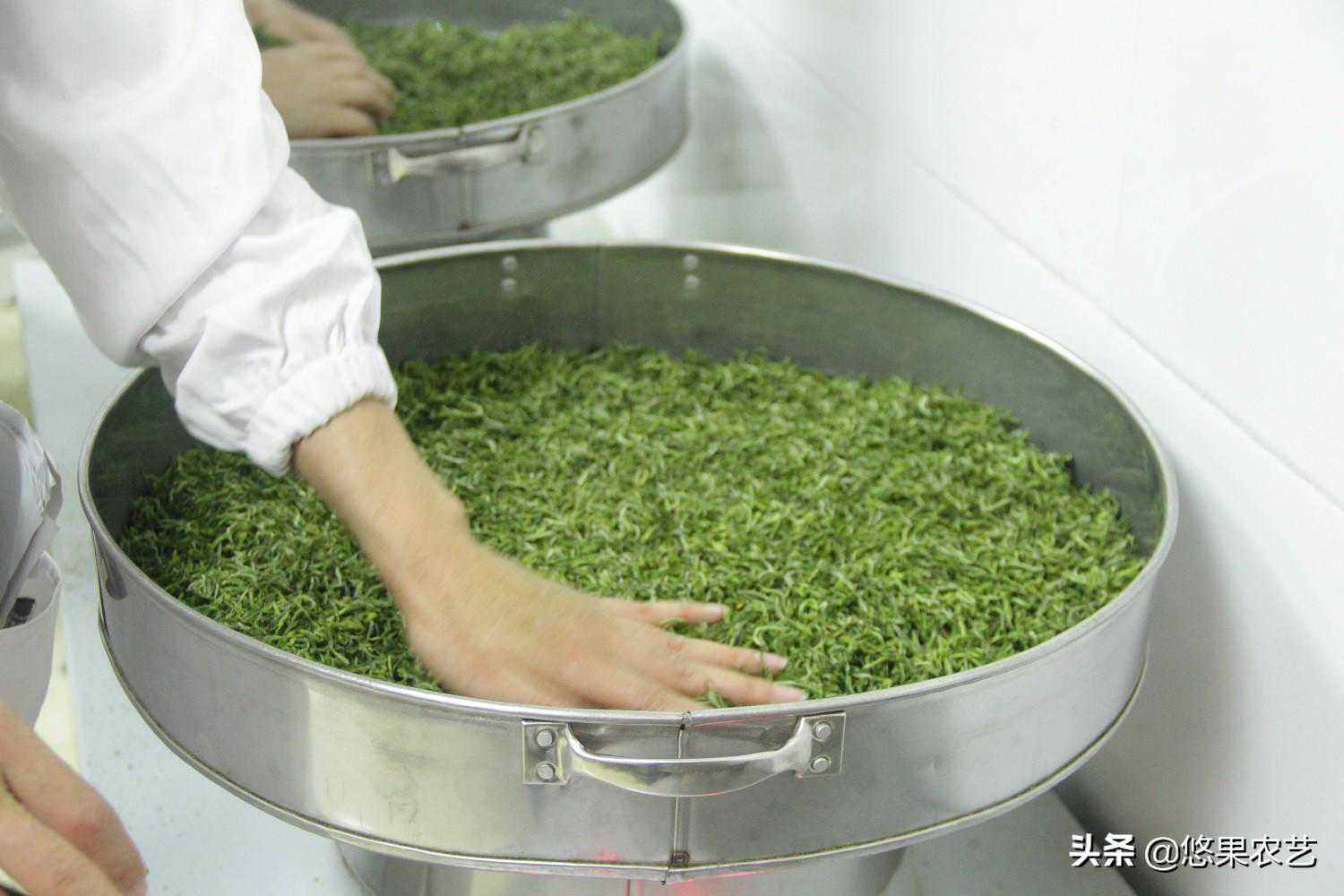 在四款卷曲形茶的特点与工艺中寻找形味兼备的秘密