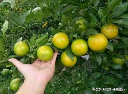 桔、橘、柑、柚、橙和枳分别是什么？