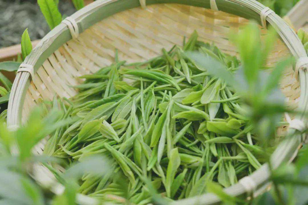 信阳毛尖的神奇功效