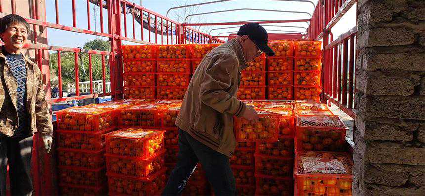 “柑”香四溢“橘”满枝头