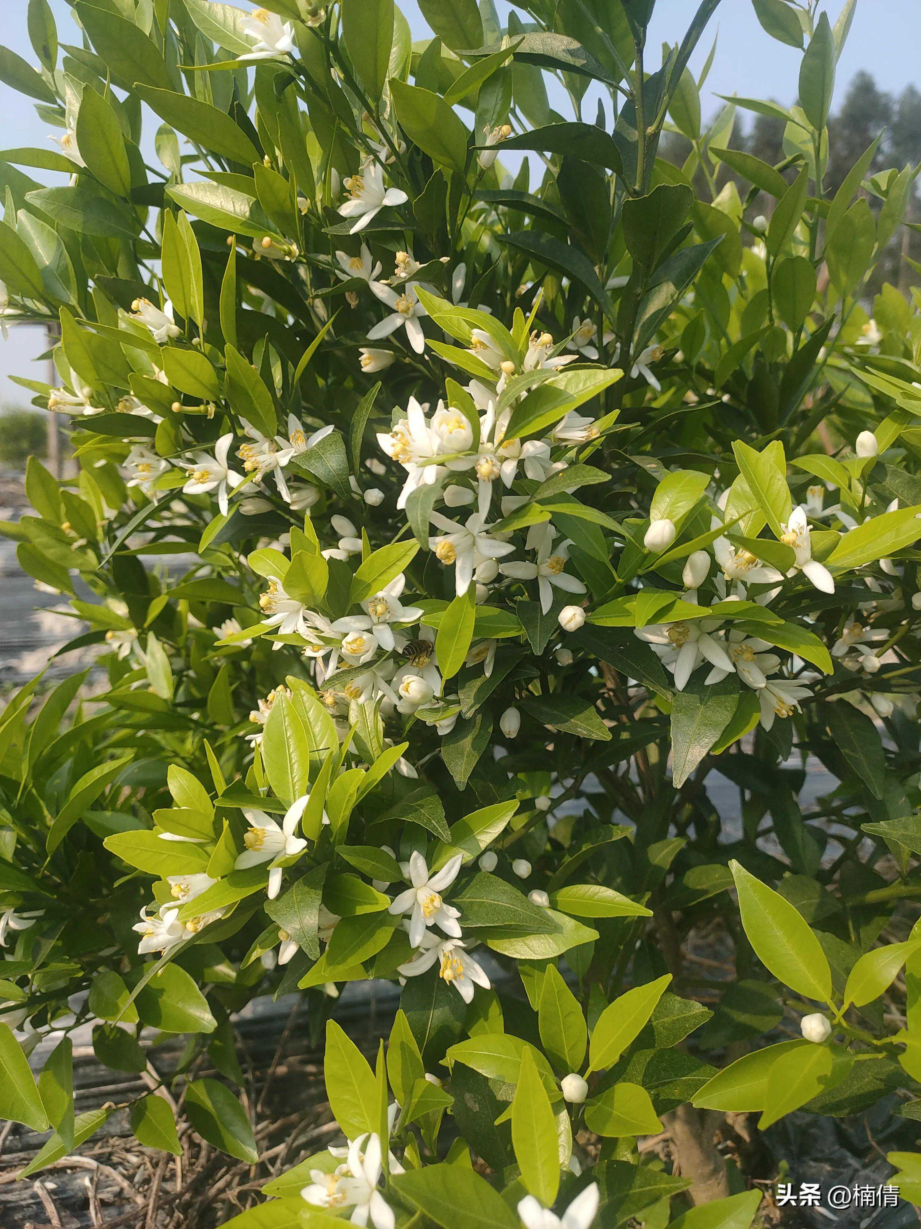 浅淡新会柑之功效与作用