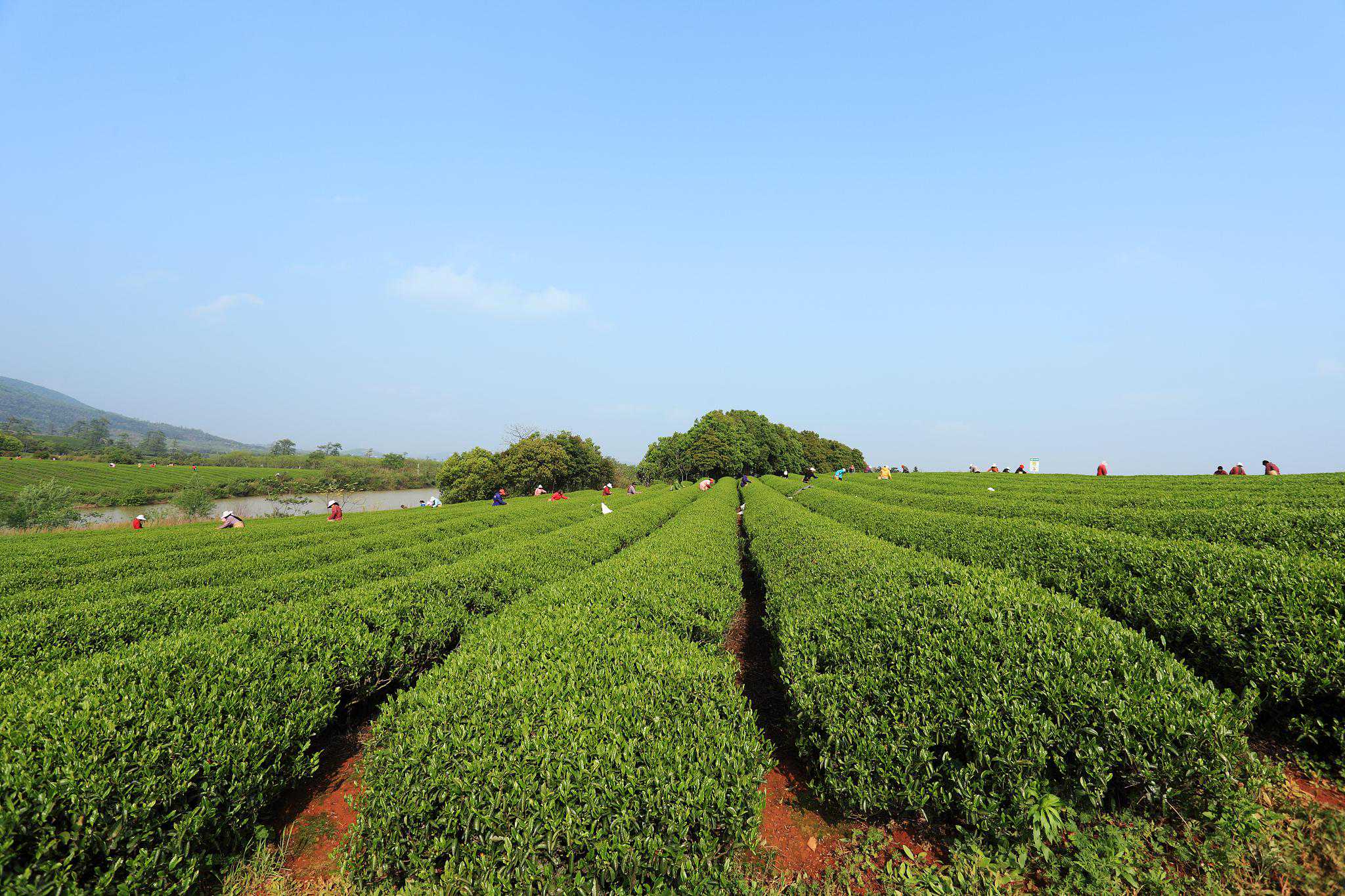 白茶主要产区你知道多少