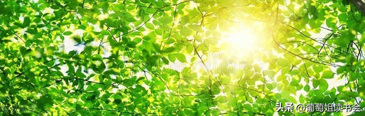 中国口碑绿茶排行榜