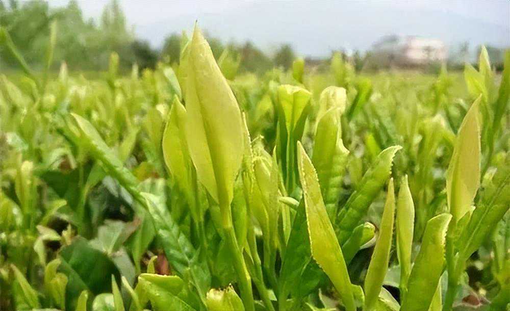 【古馔拾零·茶系列】 黄茶名品君山茶