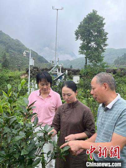 精细化气象服务为武夷岩茶提质增值
