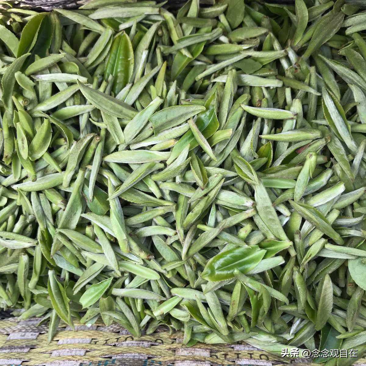 高山云雾出好茶之开化龙顶茶