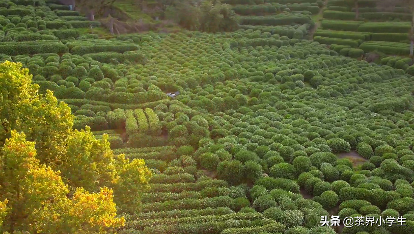 从小罐茶换掉西湖龙井大师戚国伟，聊聊大师茶和品牌茶