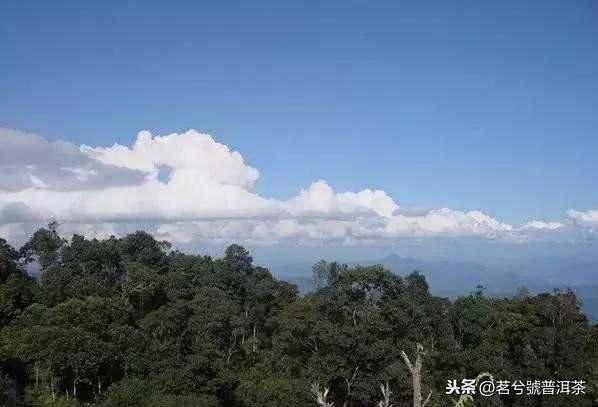 普洱茶之勐宋——滑竹梁子古树茶