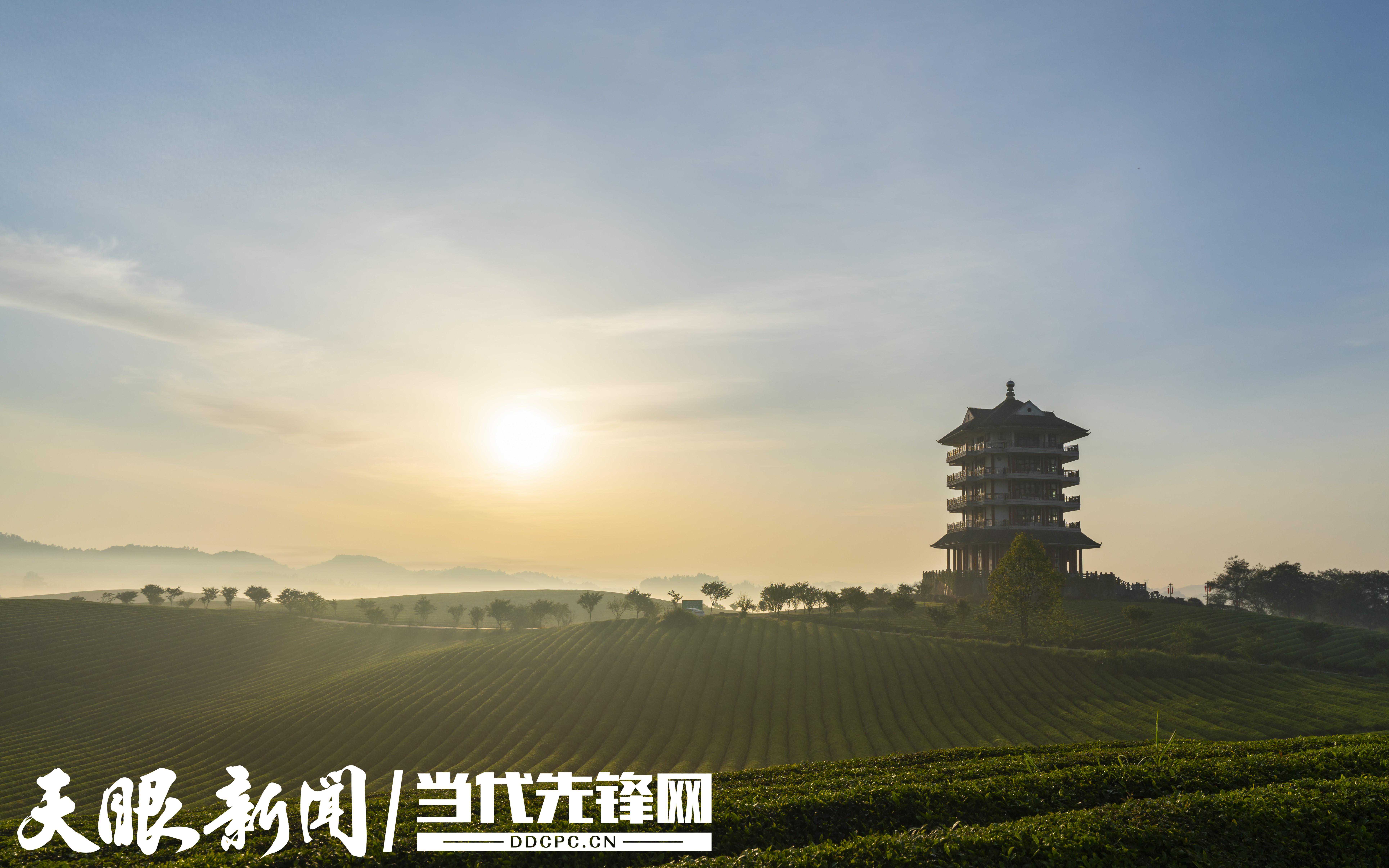 湄潭茶业2023“成绩单”上 这些“硬核”数据