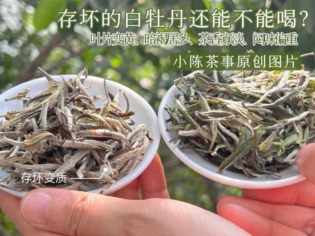 梅雨季存茶防潮，用陶瓷罐存白茶，能不能越存越香？
