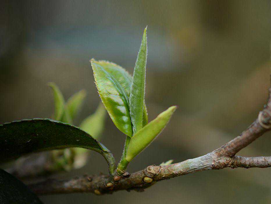 一字之差！？老班章和班章有什么区别！