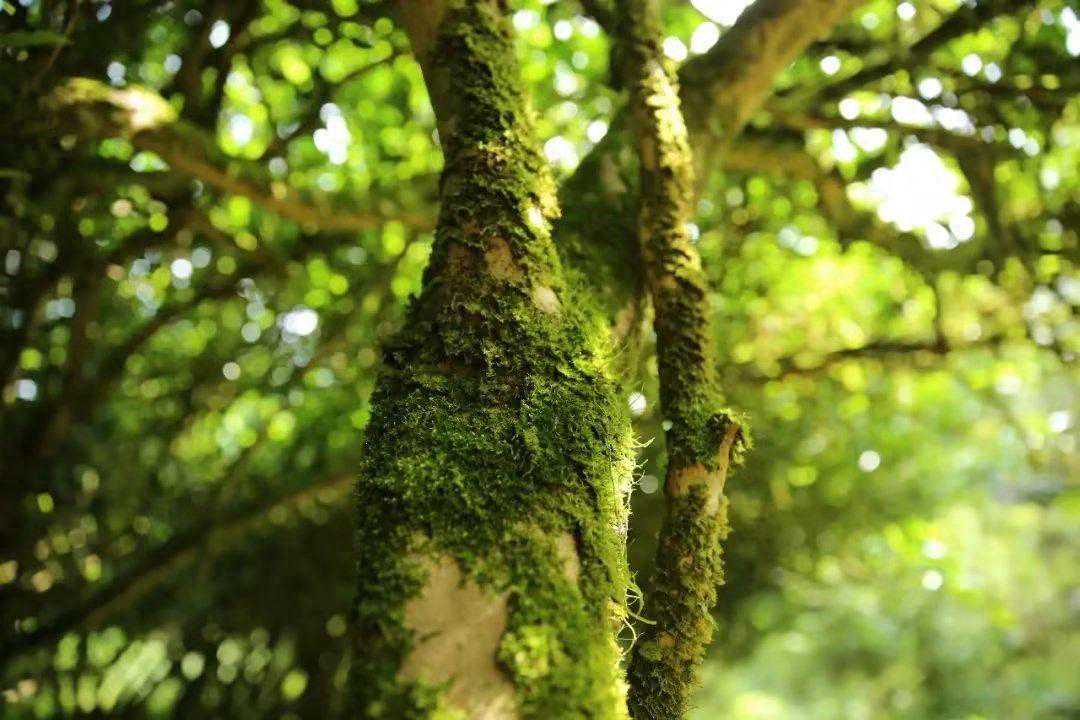 老枞水仙茶究竟有何特别之处？