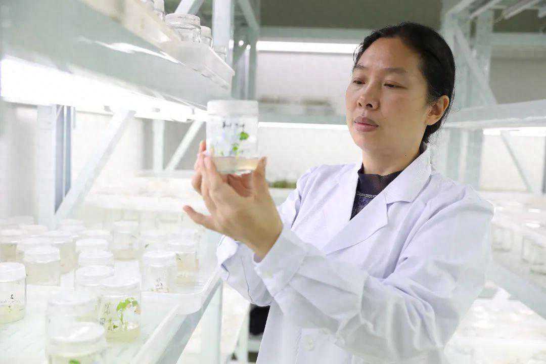 恭喜！重庆市农科院黄桃翠、茶叶研究所获全国性荣誉