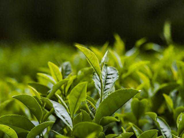 6大茶类各自的最佳饮用期是多久？绿茶放了5年还能喝吗？看完懂了