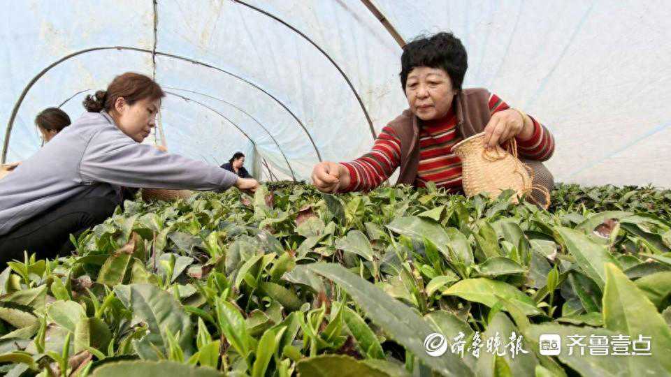 即墨鳌山千亩春茶开采，干茶每斤千元以上，价格同比略高