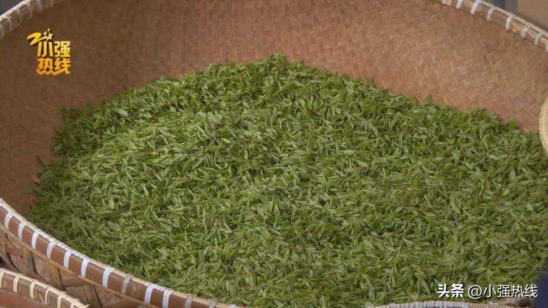 不可思议！明前龙井3块9？网红在产地茶园公开带货！今年他们出手了…