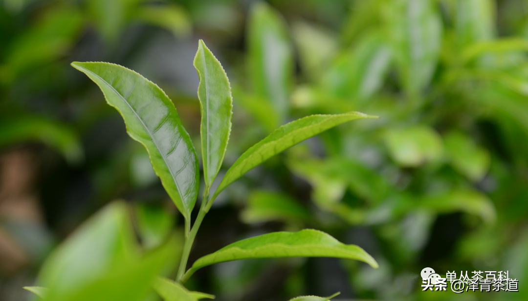 普洱茶多少钱一斤，2024年普洱茶春茶参考价格