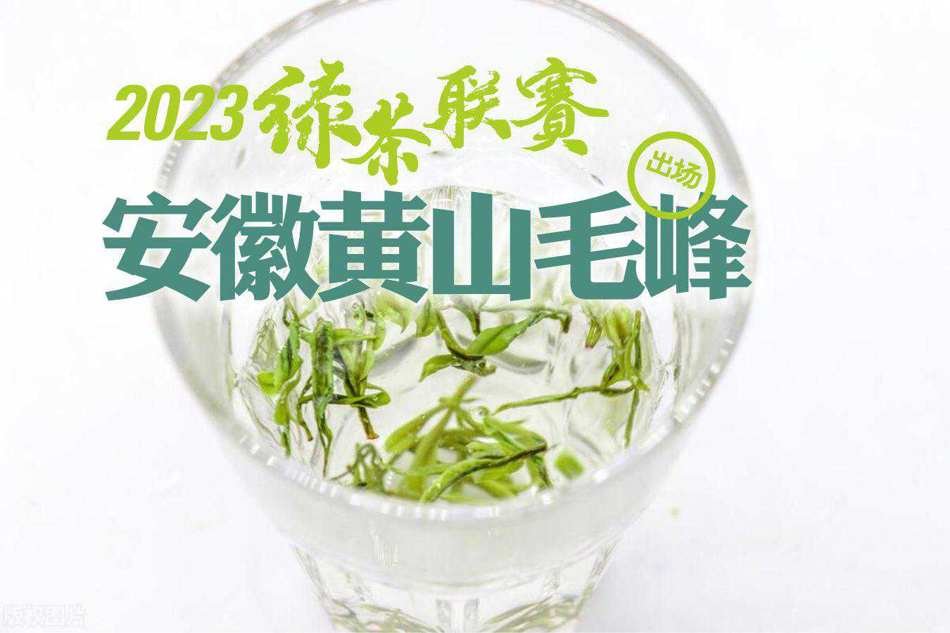 2023绿茶联赛之安徽黄山毛峰出战，谢裕大明前特二级黄山毛峰评测