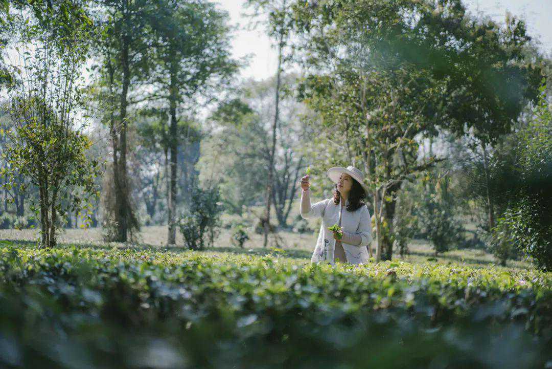 柏联集团创始人、董事长刘湘云女士出任第七届金瓦奖首席评委