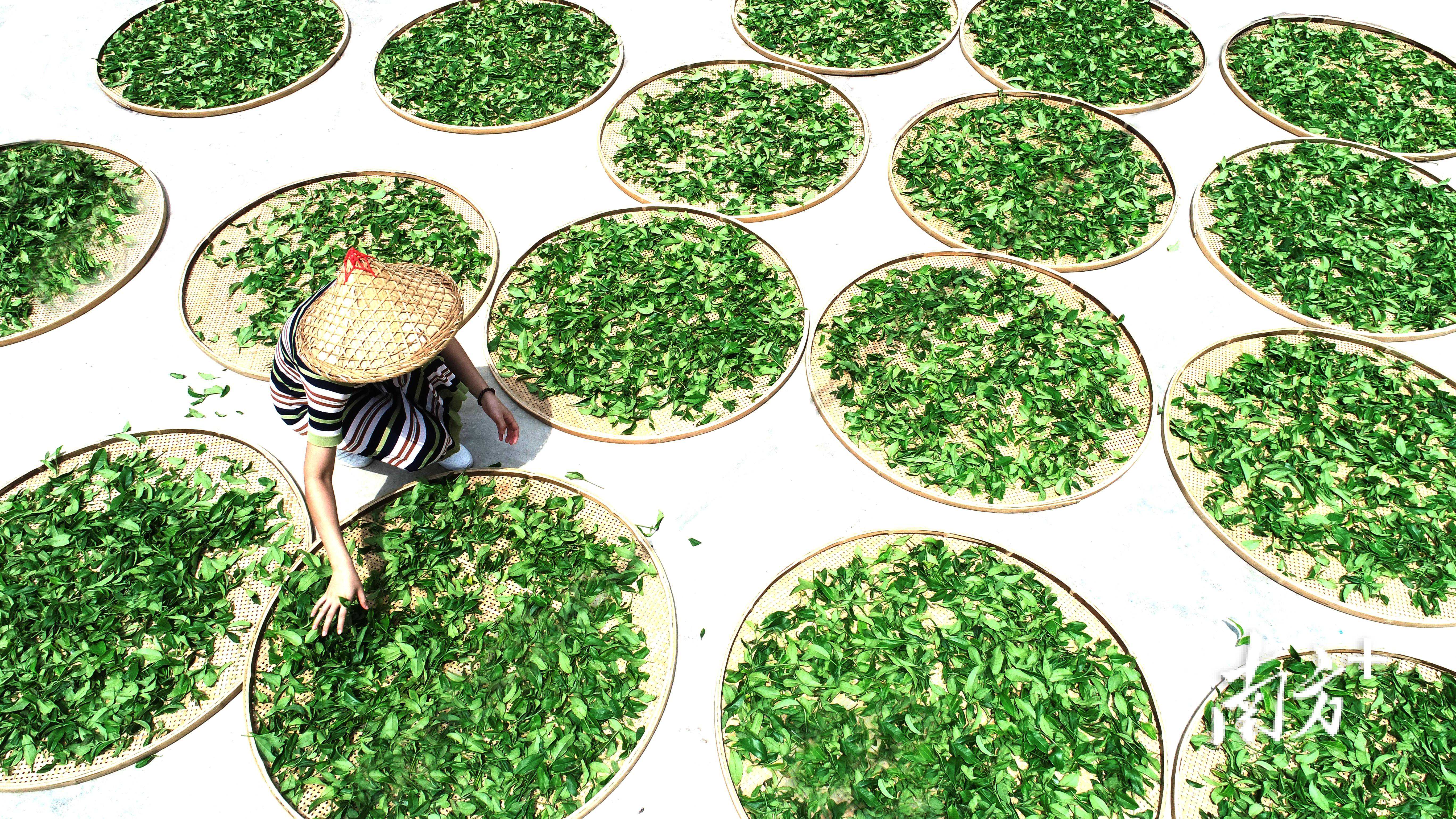 凤凰单丛茶，入选！