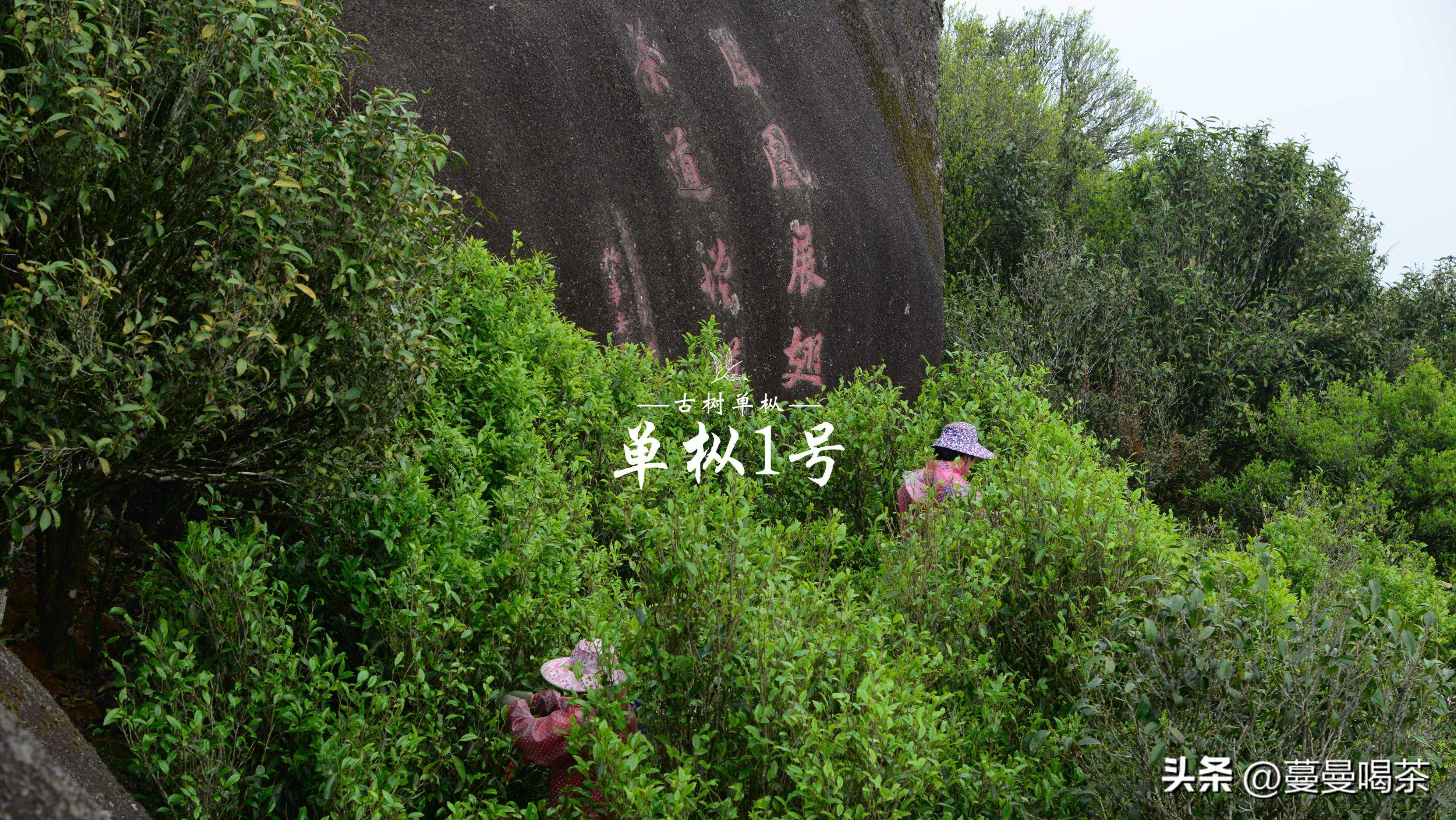 一文搞懂“凤凰茶”、“单丛茶”与“凤凰单丛”