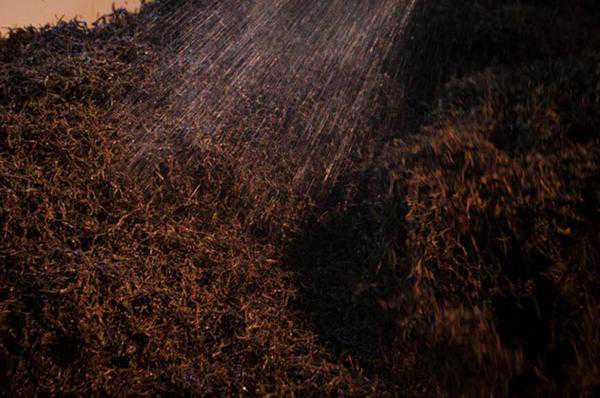 熟普的渥堆究竟是什么？