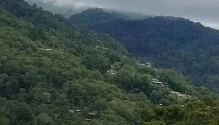 贡茶之源——倚邦茶山