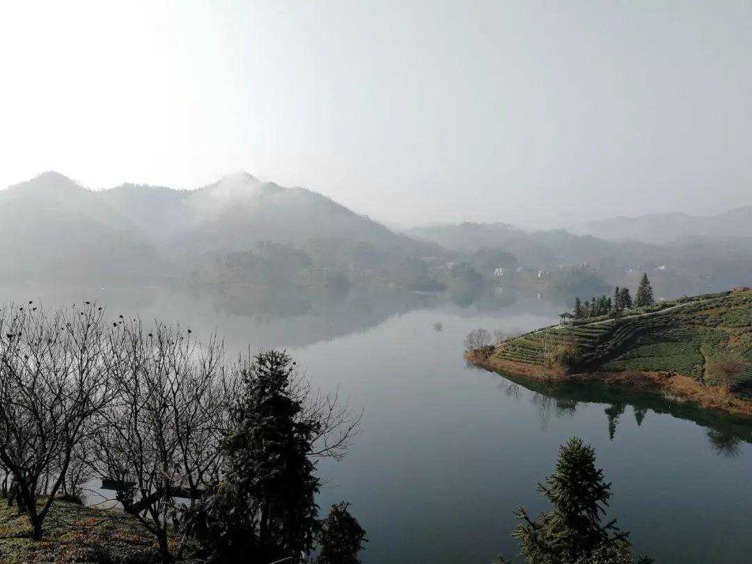 腊月踏雪，探大别山深处的六安瓜片