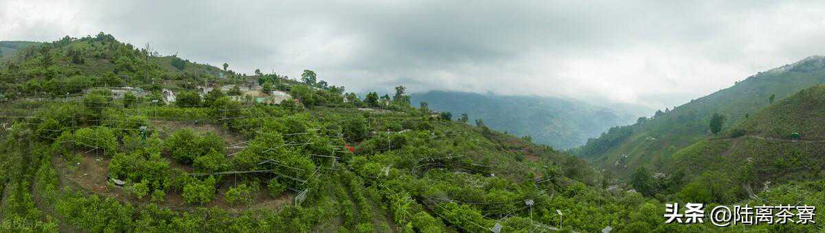 冰岛五寨：临沧明星，勐库核心