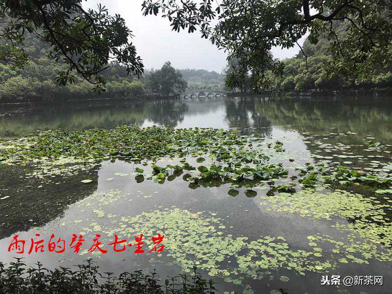 待女王重现，荣媛轩易武茶静评测