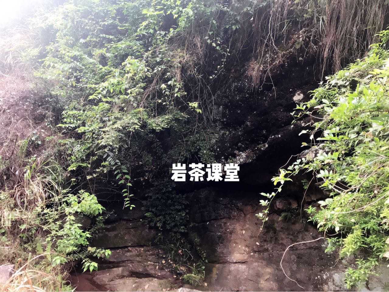 母树大红袍，会采摘吗？这里有最完整答案！