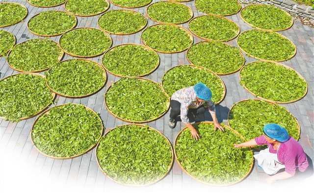 乡村振兴周刊 | 他发现了南川大树茶