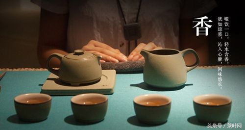 纯干货：投茶、注水入门实操（新手适用）
