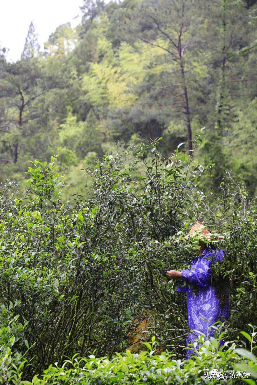 2022茶季半程观察：明天会更好，吧