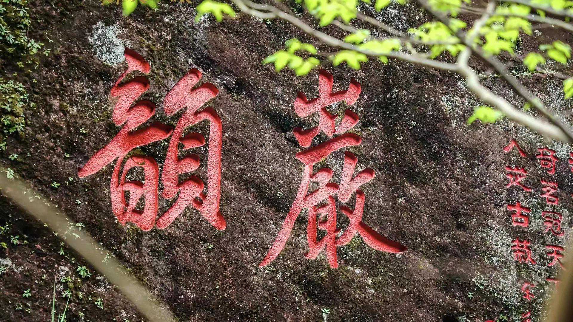 寻茶在武夷，爱上石乳茶