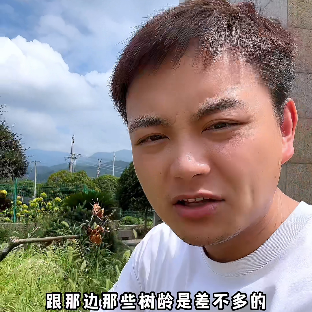 老枞高枞到底有什么区别？#三贤茶府