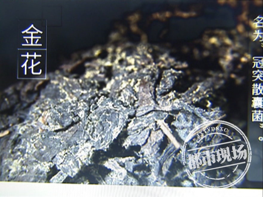 2.8万买黑茶，还能赚大钱？记者卧底湖南调查