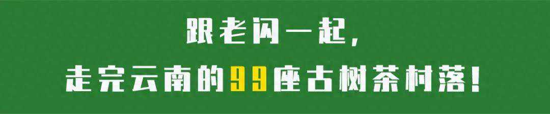 古树品鉴33期：坝檬，滑竹梁子三杰之一，滋味如何？