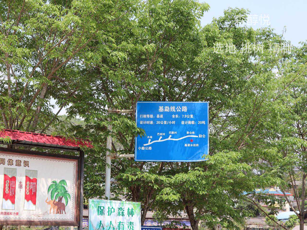 古六大茶山之攸乐山