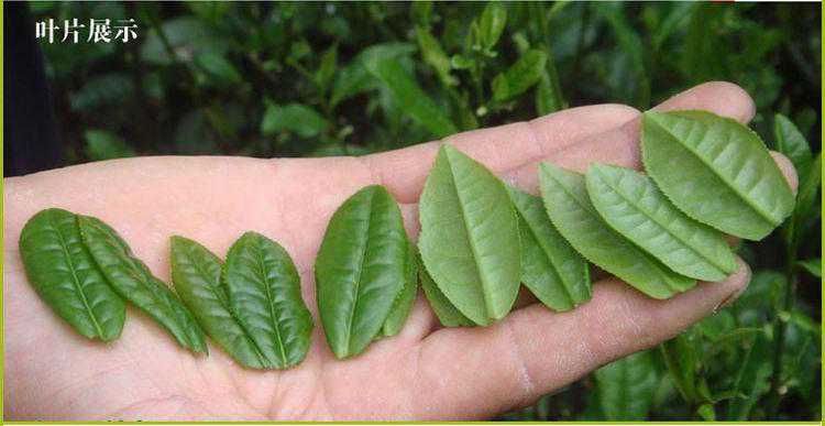 六安瓜片茶叶介绍