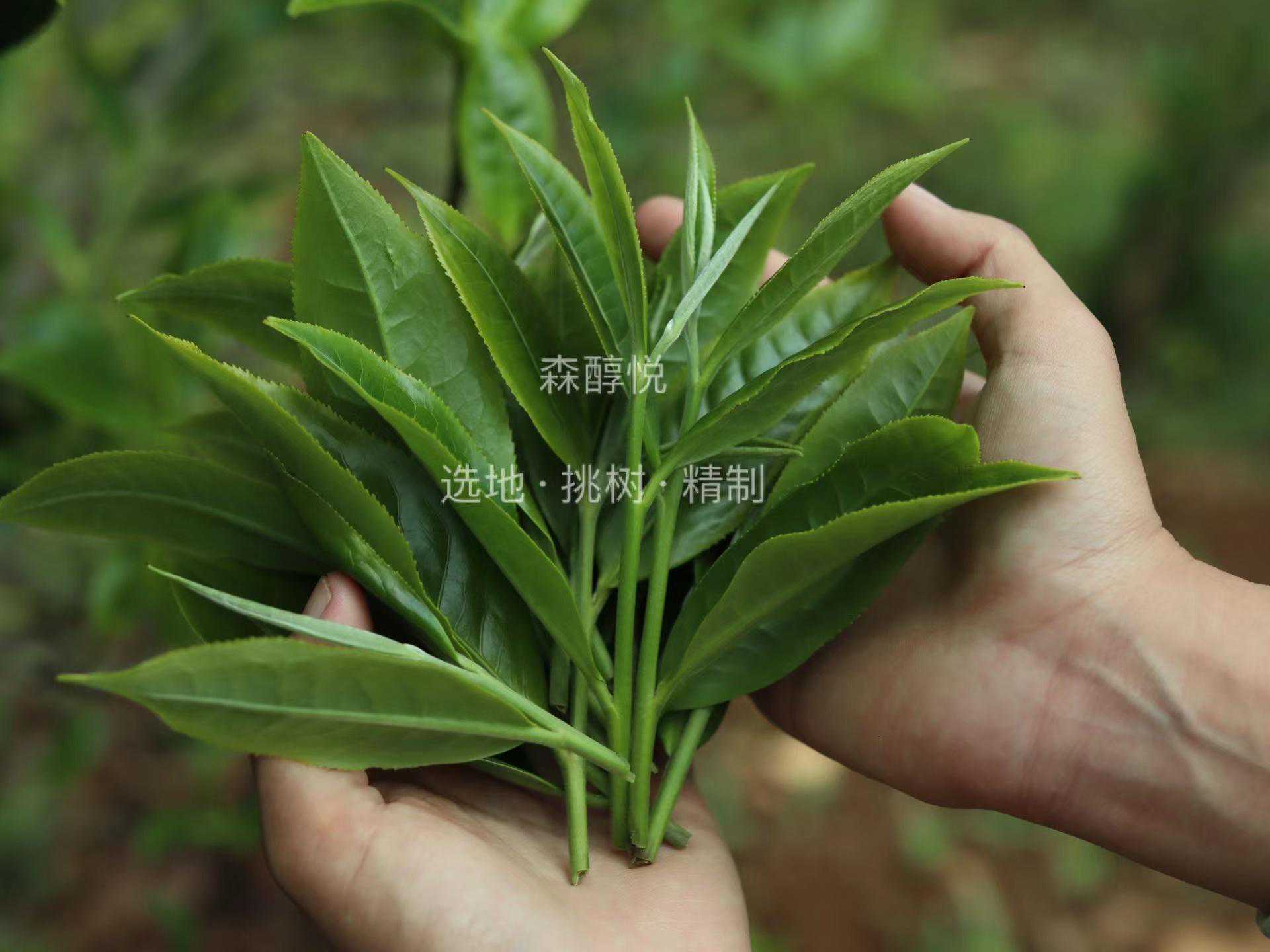 如何区分春茶、夏茶、秋茶、冬茶？