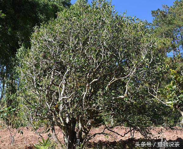 夏颖说茶：帕沙普洱茶品鉴及冲泡讲解