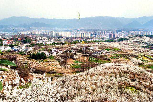 西乡绿茶：午子仙毫