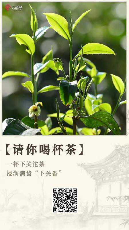 【请你喝杯茶】一杯下关沱茶，浸润满齿“下关香”