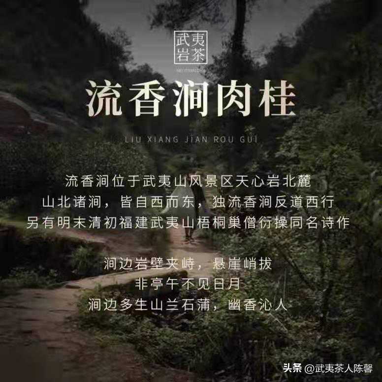 大红袍、水仙、肉桂、奇兰、白瑞香，有什么区别？