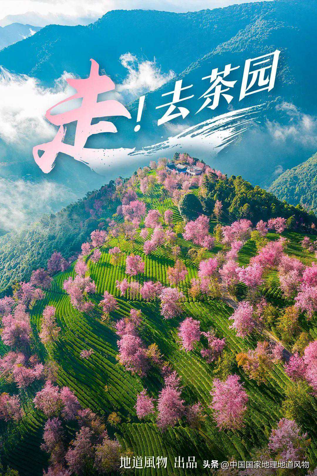 地道春茶地图：中国最美的春天都藏在这里！