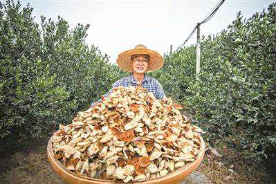 回归农田 寻得柑香